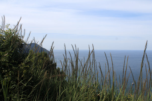 草和耳后无边无际的大海图片下载