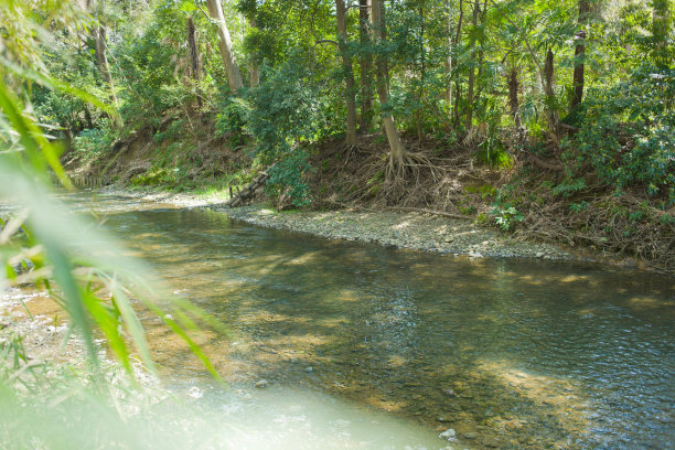 森林河图片下载