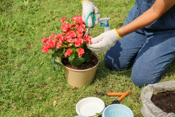 园丁在花盆中修剪花朵-培育和照料户外盆栽植物。生态、休闲、自然的理念图片下载