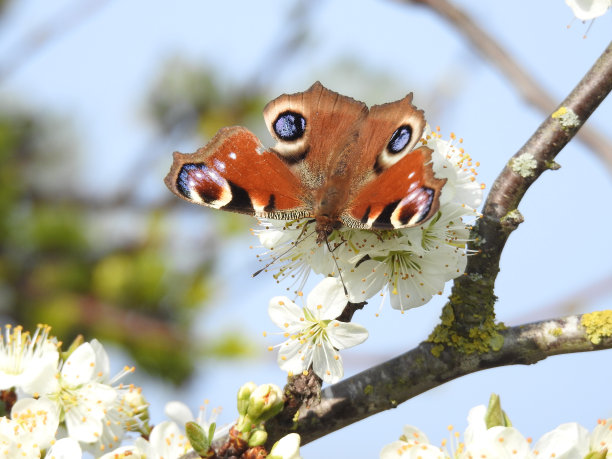 非常近距离的观察，孔雀蝶面朝下，进食白山楂花图片下载