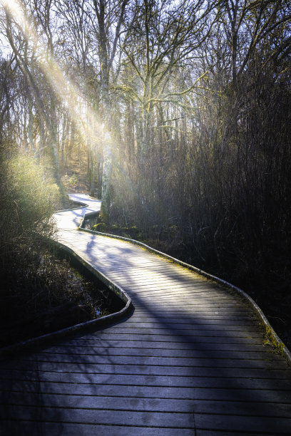清晨，在马萨诸塞州的枫树森林公园，明亮的雾蒙蒙的阳光照射在木板路上图片下载