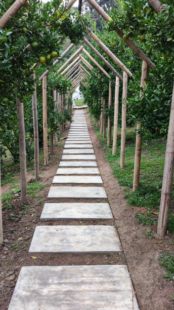 橘子园的混凝土走道图片下载