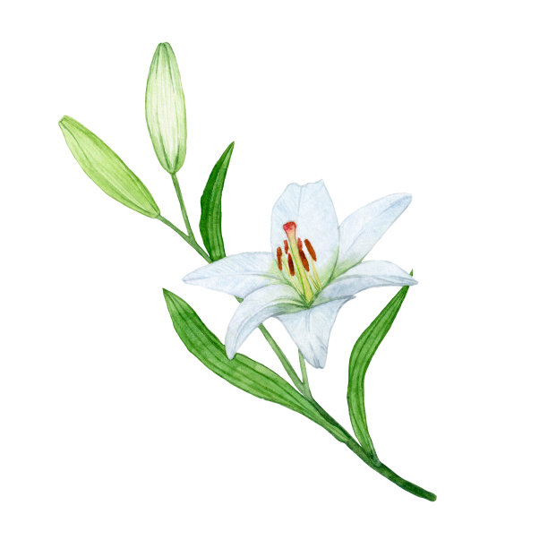 有芽和叶的白色百合的水彩枝图片下载