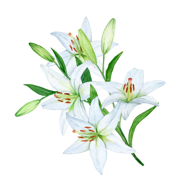 水彩小花束枝白色百合与芽和叶图片下载