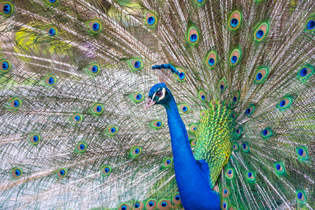 孔雀展示它美丽的羽毛图片下载
