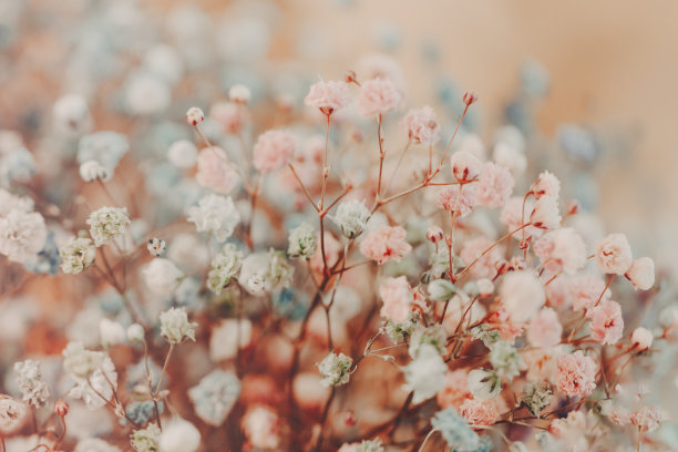 五彩缤纷的满天星花。图片下载