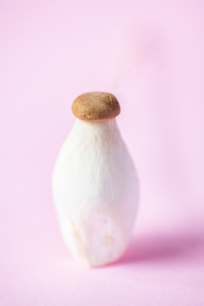 新鲜shimeji蘑菇。粉红色的背景。关闭了。图片下载