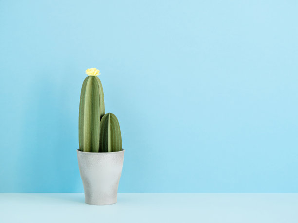 花盆与人工盛开的多肉植物在蓝色背景。
创意三维纸仙人掌办公室设计。异国情调的夏天的概念。侧视图，复制空间。图片下载