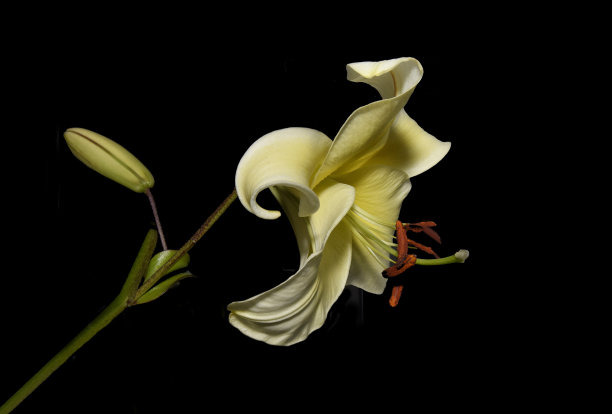 硫磺百合，硫磺百合。图片下载