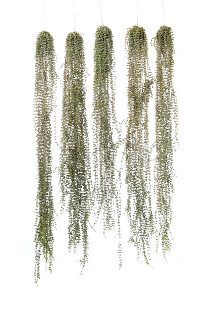 长拖曳的镍串，Dischidia nummularia，室内悬挂植物为家或阳台，硬币形状的叶子和华丽的银色斑驳，孤立在白色背景上。图片下载