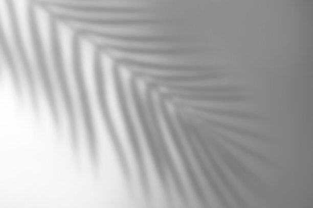 白墙上棕榈叶的影子。图片下载