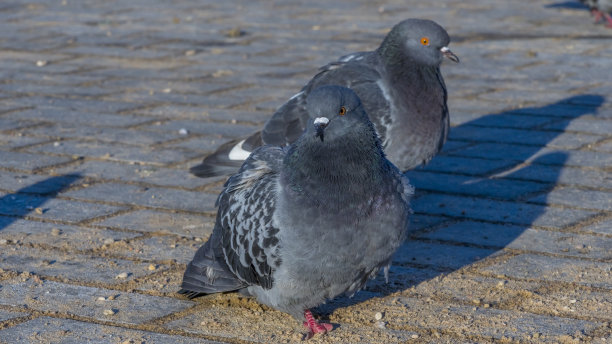 在寒冷的天气里鸽子在柏油路上的特写。鸽子正在等待人们的喂食。图片下载