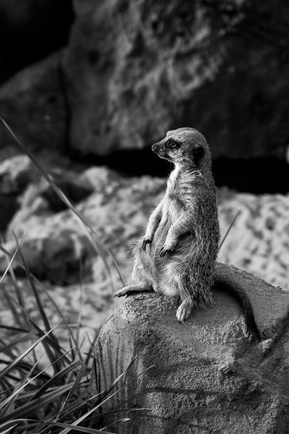 一只猫鼬坐在岩石上。在石墙和石头旁边的绿色植物的背景下。B / W。图片下载
