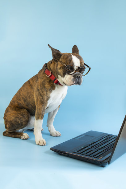 一只戴着眼镜的波士顿梗犬，蓝色背景的笔记本电脑图片下载