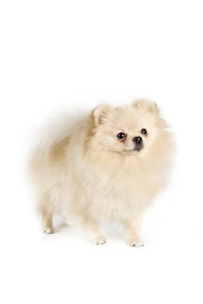 玩具狗图片下载