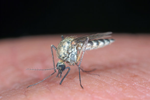 危险的疟疾感染蚊子皮肤咬伤。利什曼病、脑炎、黄热病、登革热、疟疾、玛雅罗或寨卡病毒感染。库蚊-人皮肤上的吸血蚊子。图片下载