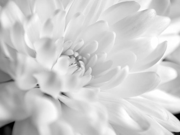 娇嫩鲜白菊花宏，柔焦图片下载