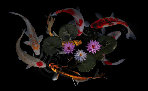 锦鲤，荷花和荷叶图片下载