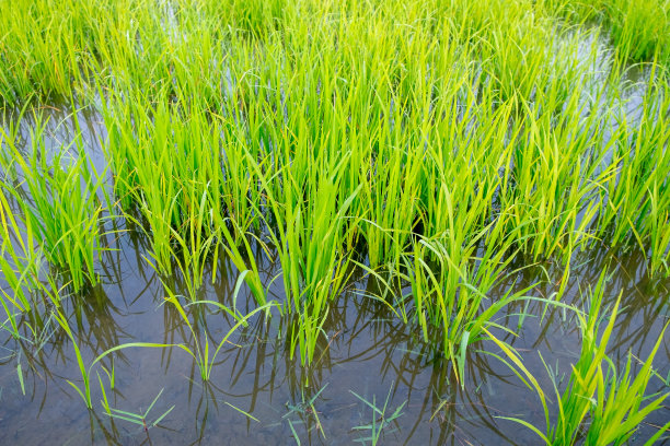 泰国的水稻图片下载