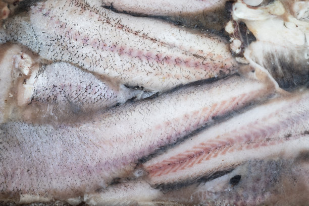 冷冻鱼的背景图片下载