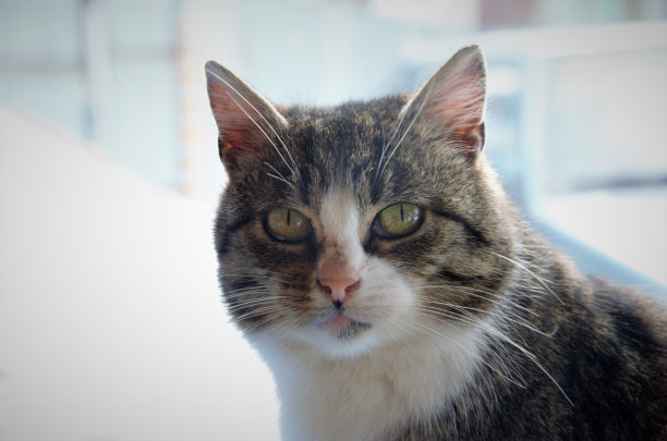 街头猫的肖像。图片下载