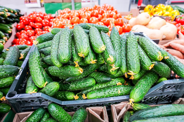 新鲜收获的黄瓜，西红柿和其他蔬菜图片下载