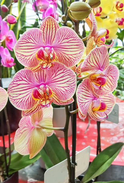 兰花有许多颜色的花在商店里出售图片下载