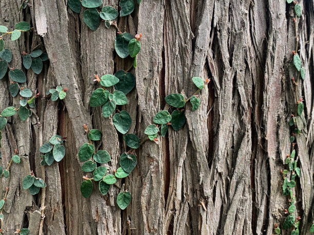 葡萄树图片下载