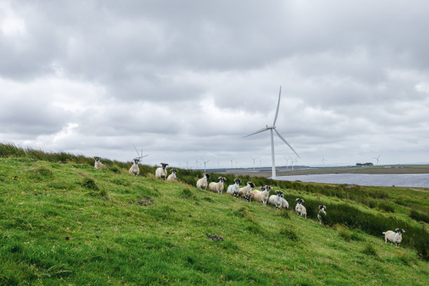 云朵、风车和羊群点缀的苏格兰风景图片下载