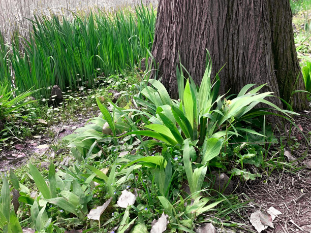 水生植物图片下载