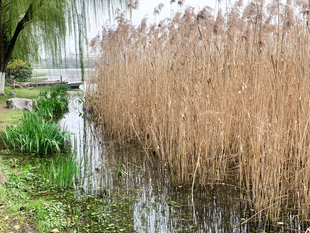水生植物图片下载