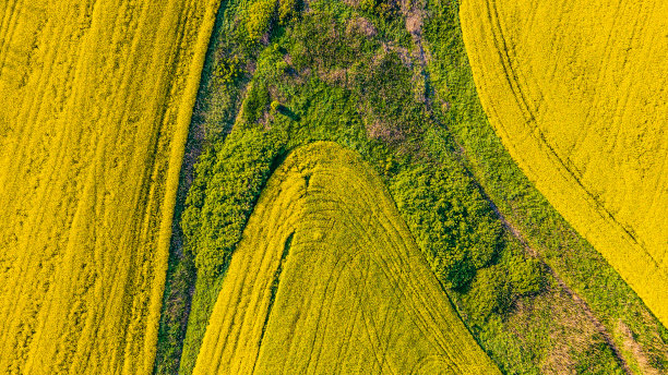 飞机视角的油菜田图片下载