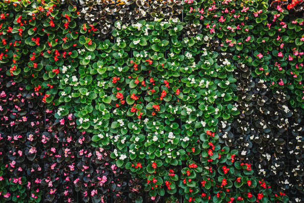 秋海棠属植物墙。垂直花园的设计。图片下载