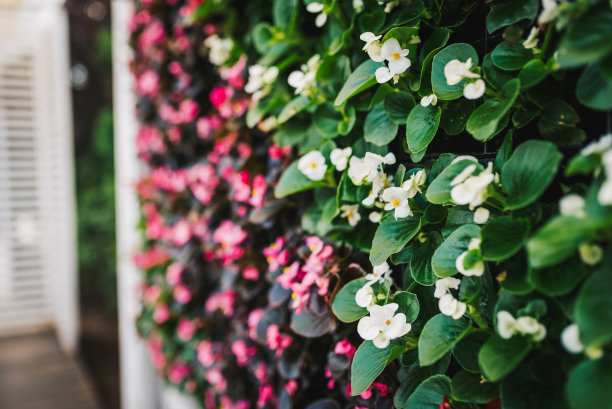 秋海棠属植物墙。垂直花园的设计。图片下载