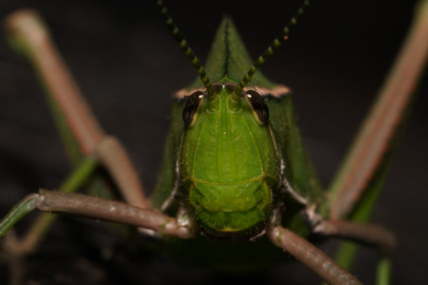 蚱蜢站。微距摄影。图片下载