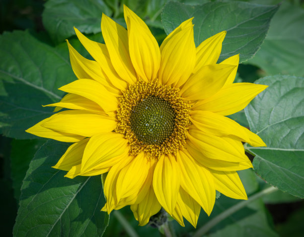 向日葵图片下载