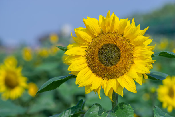 向日葵图片下载