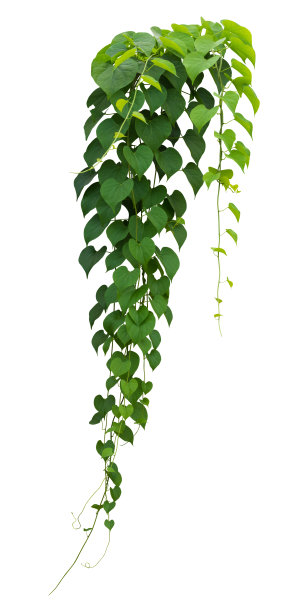 藤蔓植物的枝条挂着。热带植物孤立在白色背景有修剪路径图片下载