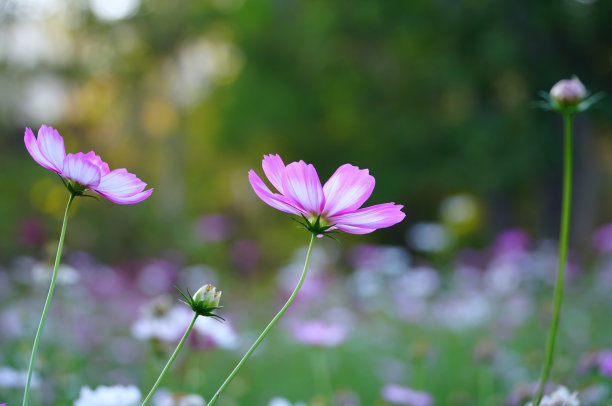 宇宙的花图片下载