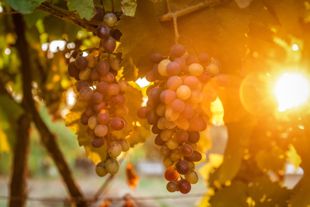 一串葡萄就等着收割了图片下载