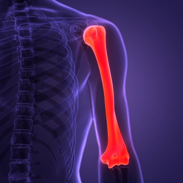 人体骨骼系统肱骨关节解剖图片下载