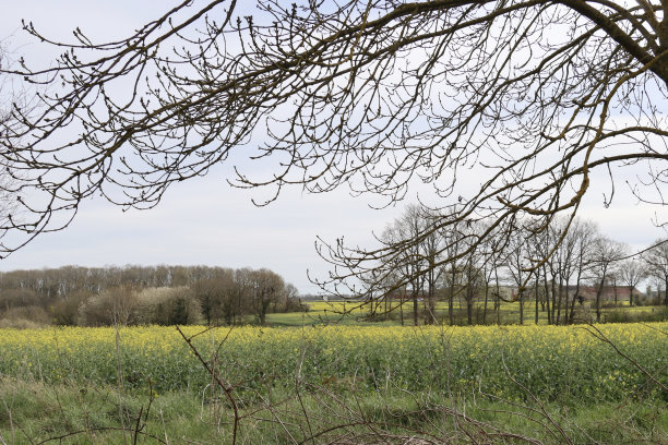 油菜籽花图片下载