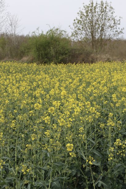 油菜籽花图片下载