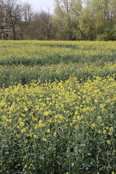 油菜籽花图片下载