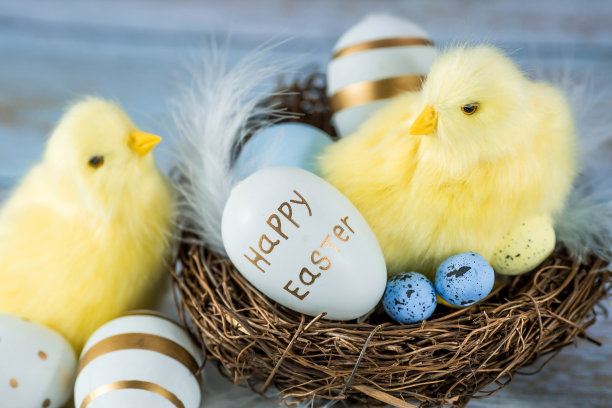 蓝色、黄色、白色的蛋在鸟巢里，黄色的小鸡在蓝色的木质背景上。最小的概念。复活节卡片，上面有文字的地方。图片下载