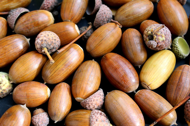 背景棕色的橡子。图片下载