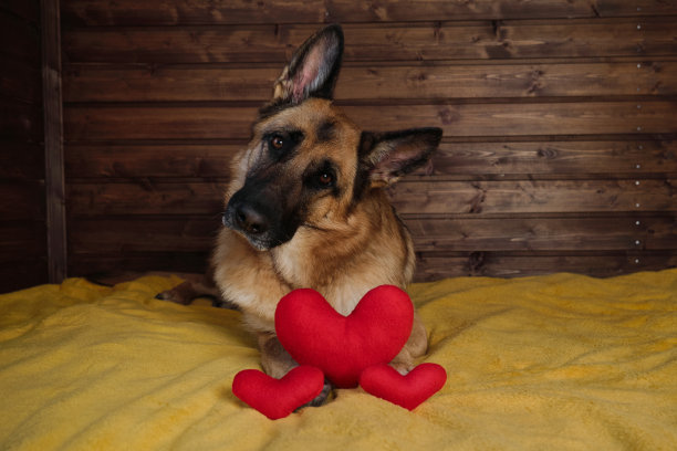 可爱的纯种狗在家里庆祝情人节。黑色和红色的德国牧羊犬躺在床上的黄色毯子上靠着木墙，旁边是三个红色的玩具心。图片下载