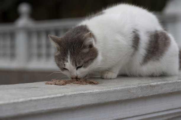 白色栏杆上吃猫粮的流浪猫特写肖像：关爱流浪动物图片下载