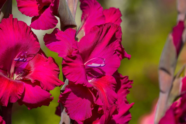 剑兰、剑花、栗色剑兰在花园里盛开。唐菖蒲花的特写。剑兰在夏天开出鲜艳的花朵。绿色背景上的大花和花蕾。图片下载