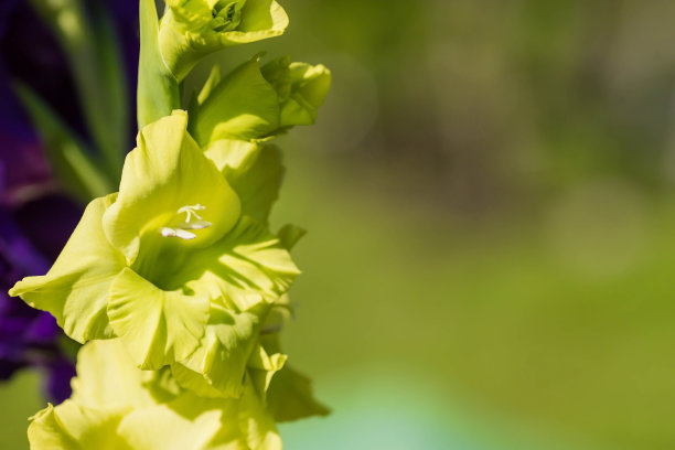 剑兰、剑花、五颜六色的剑兰在花园里盛开。唐菖蒲花的特写。鲜艳的剑兰在夏天开花。绿色背景上的大花和花蕾。图片下载